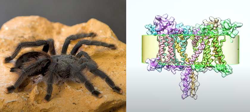 Tarantula and molecules