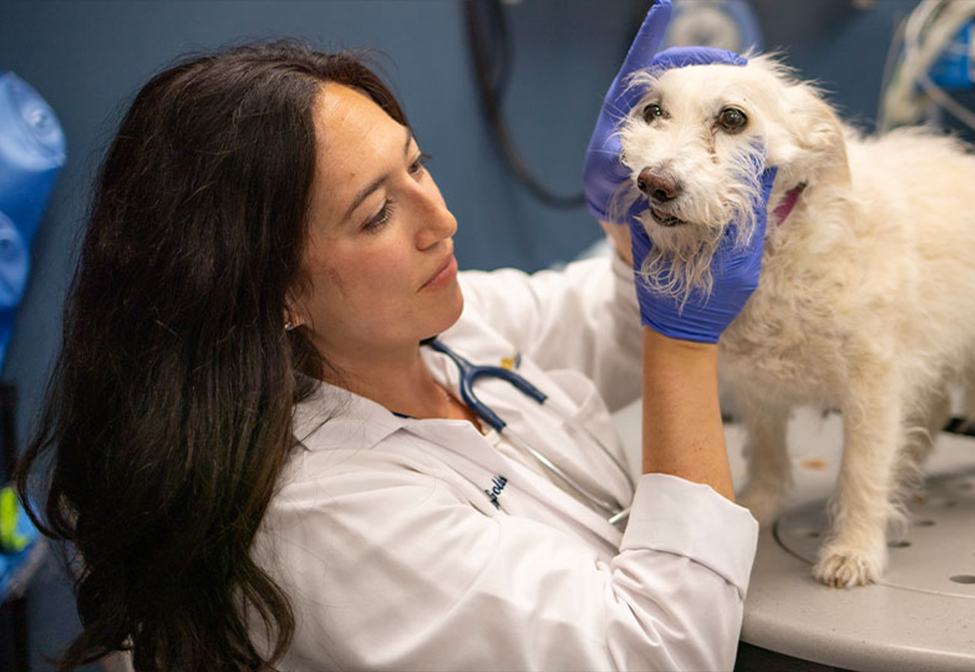 Dogs get head and neck cancers, too