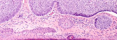 Skin cells under a microscope (c) UC Regents. All rights reserved.