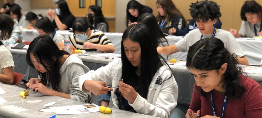 suturing on a banana