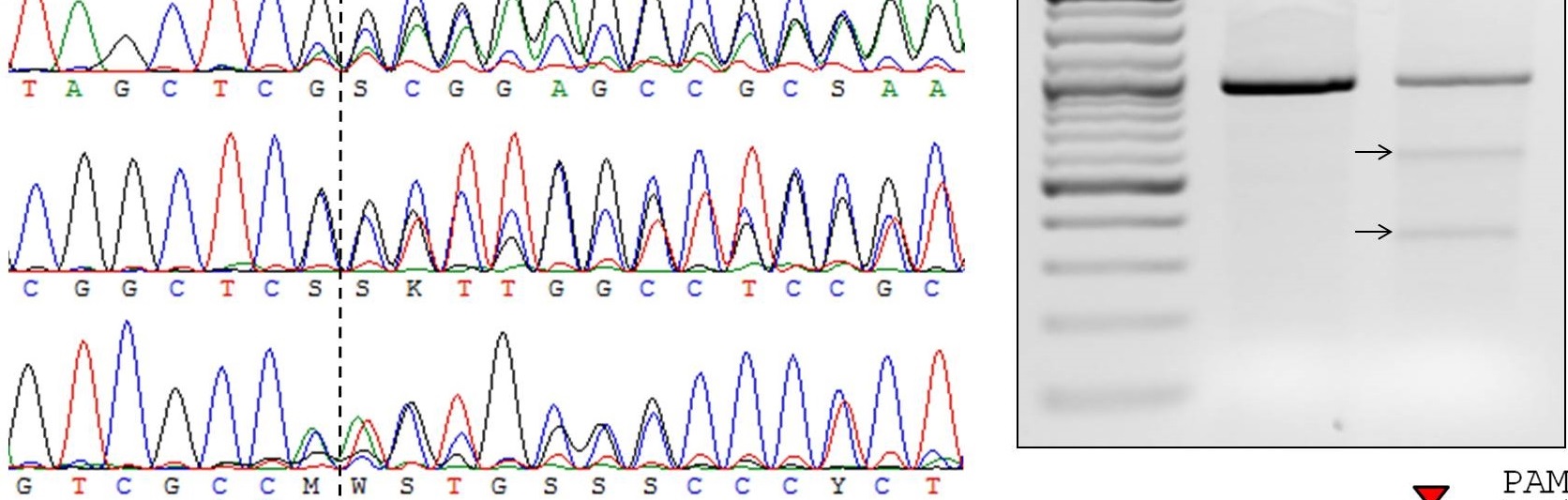 CRISPR-based Gene Editing