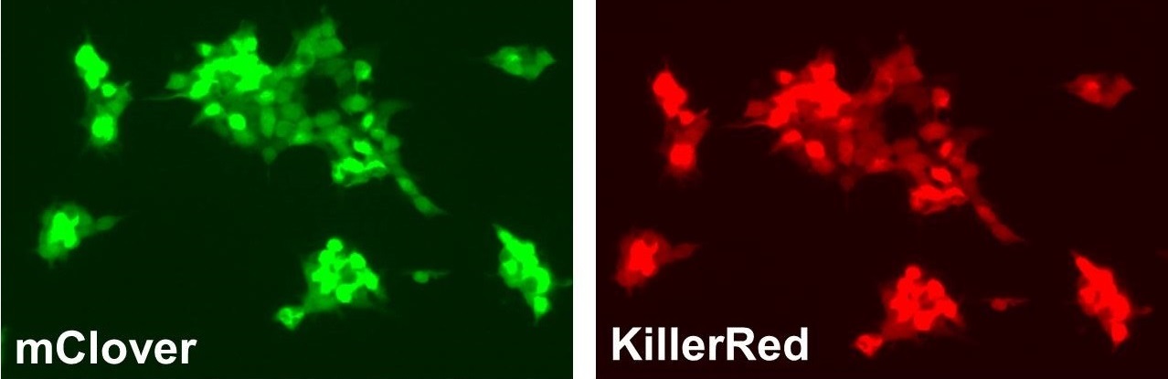 Optogenetic Disease Modeling