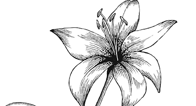 Black and white flower