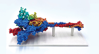 glycoprotein model