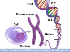 DNA Structures