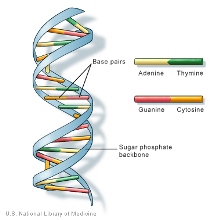 DNA structure