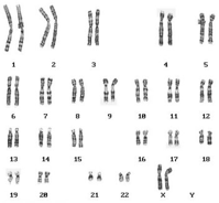 Chromosomes