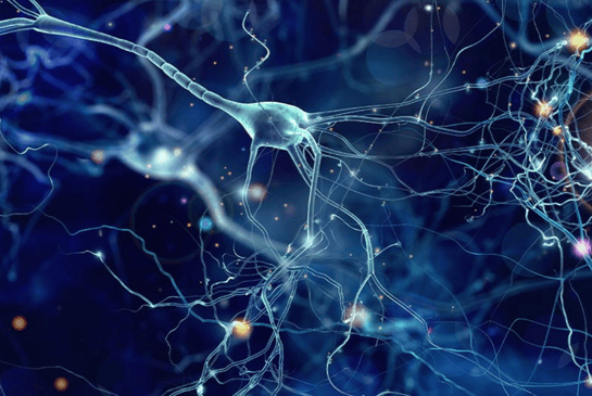 Neurons