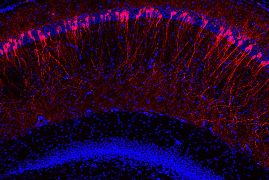 Simo lab research image