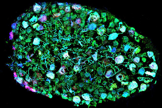 Griffith lab research image