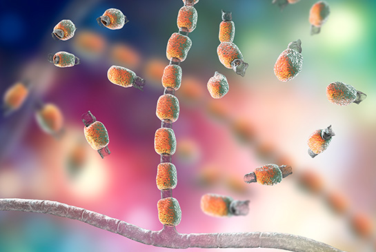 Valley Fever fungal spore stock illustration