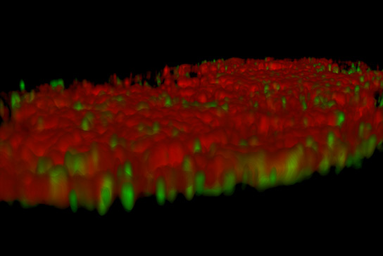 Image taken using the Zeiss LSM 880 with Airyscan microscope