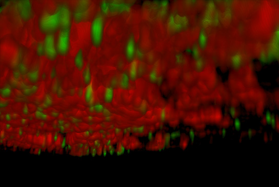 Image taken using the Zeiss LSM 880 with Airyscan microscope