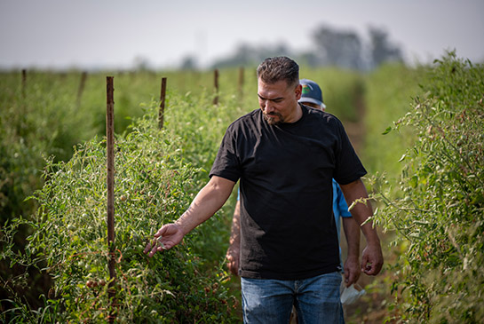 UC Davis Executive Chef Santana Diaz at a local farm