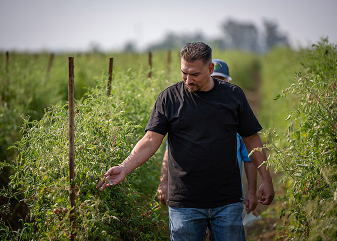 UC Davis Executive Chef Santana Diaz at a local farm