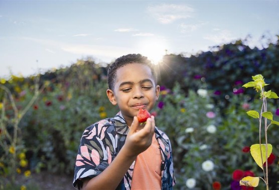 A boy in a garden eating a strawberry