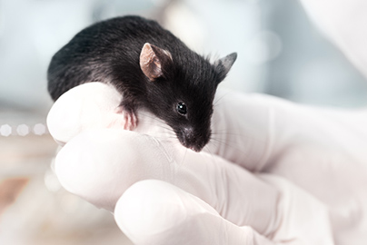 Mouse Biology