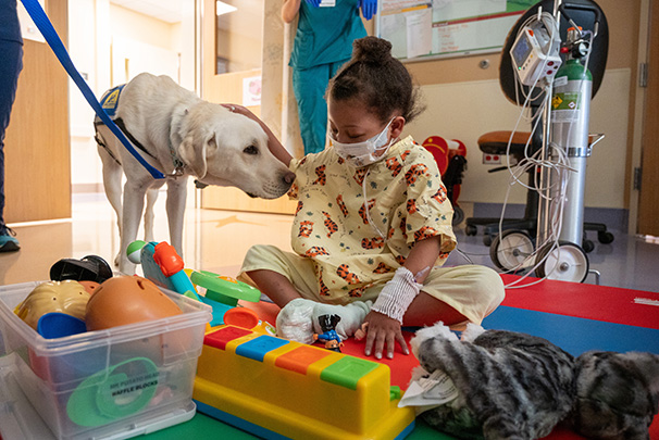 Facility dog comforting child patient