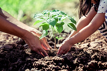 An adult and child planting a tree together