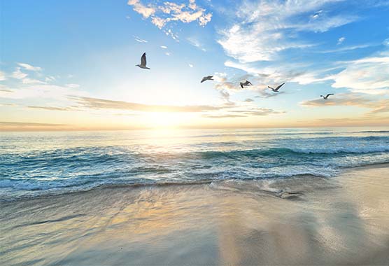 Ocean waves at sunrise with birds flying overhead.