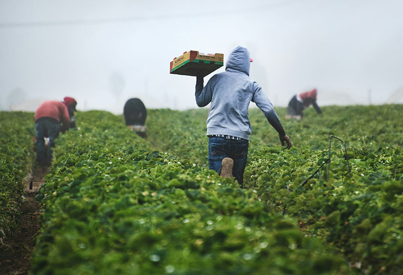 farmworkers in a field working as valley fever cases rise