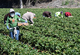 Farmworkers in four counties will benefit from free COVID-19 testing