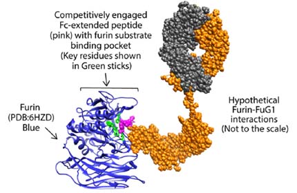 Engineered FuG1 antibody competitively interferes with the furin function needed for the SARS-CoV-2 virus to become highly transmissible.