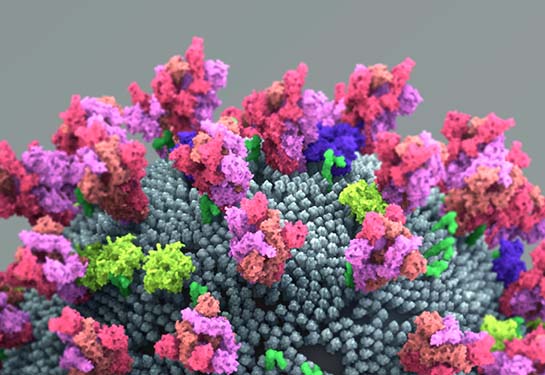 coronavirus spike protein