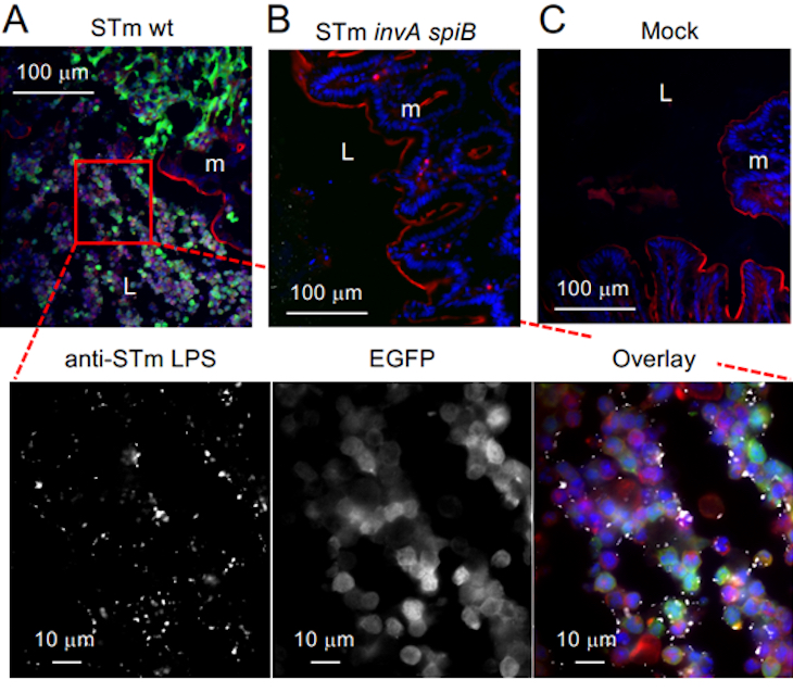 A sequence of six highly magnified images showing gut inflammation at the cellular level.