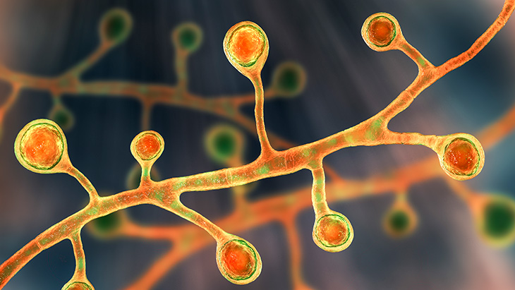 3D illustration of Blastomyces fungi in a filamentous form