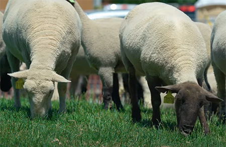 Sheep grazing