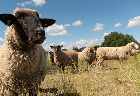 Sheep grazing