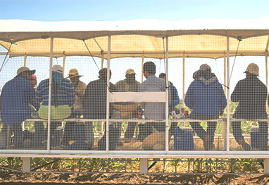 A row of farmworkers are shown sitting on an elevated platform covered with a cloth to provide shade. 