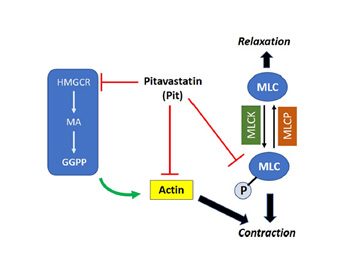 Graphic shows pathway of cytoskeletal proteins with airway smooth muscle contraction, which may be effective in treating asthma.