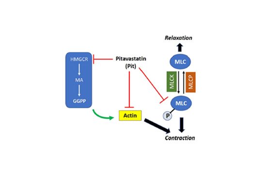 Graphic shows pathway of cytoskeletal proteins with airway smooth muscle contraction, which may be effective in treating asthma.