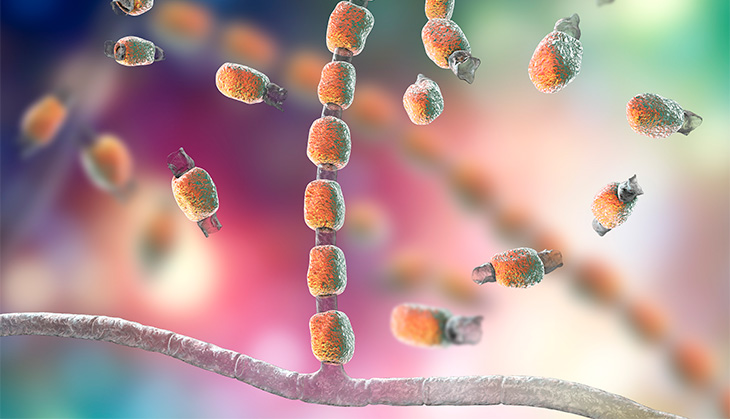 Spores of Coccidioides that cause Valley fever.