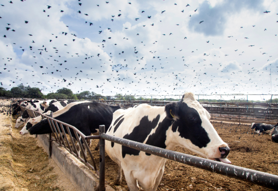 Black and white cows lined along metal fence with black birds flying in the sky above.