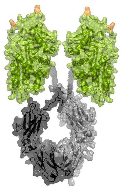 Two green blobs with a scribbled gray circle under them. 