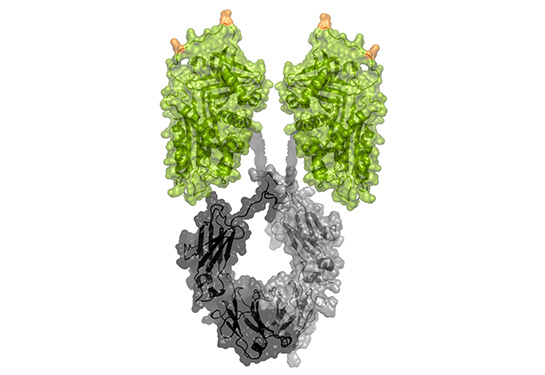 Two green blobs with a scribbled gray circle under them. 