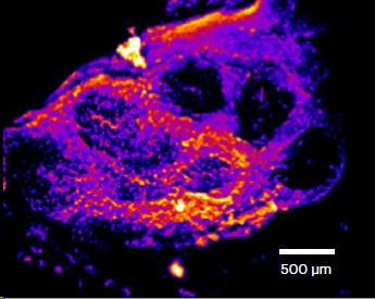 Pseudo-colored map of the Peyer’s patch region showing the electrically negative FAEs surrounded by the relatively more positive villus epithelium