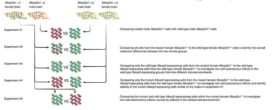 An infographic explaining the study design with five experiments