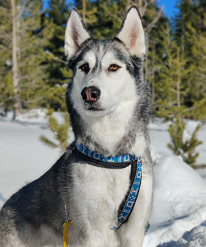 Husky looking into camera with trees and blue sky in background.