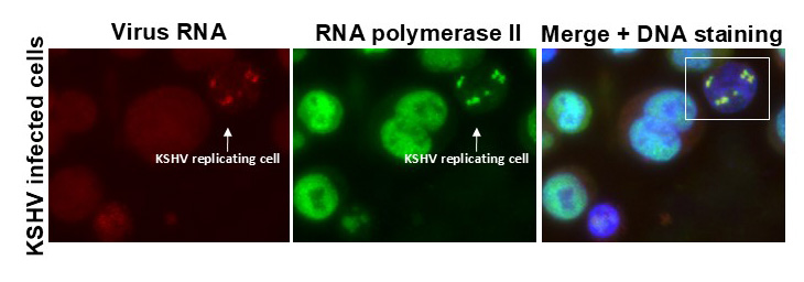 Slides left to right show position of KSHV gene transcription as red dots, cellular RNA polymerase II in green and the merged picture with marking position of cells with DNA staining in blue. 