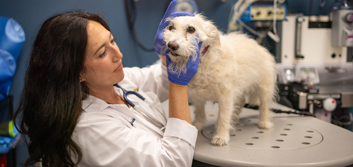 Woman with dark hair wearing white coat examines the mouth of a small white dog