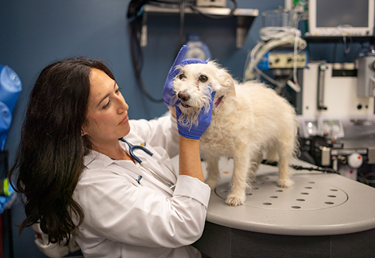 Woman with dark hair wearing white coat examines the mouth of a small white dog