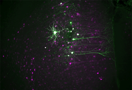 A magnified image of the prefrontal cortex of a mouse brain injected with ScFLARE2, in purple, and a light-responsive channel in psychedelic-activated