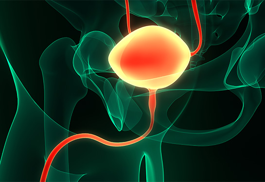 Urinary system