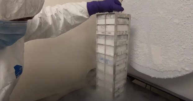 A scientist in white gown is removing a frozen stack of cell storage containers from a liquid nitrogen freezer.