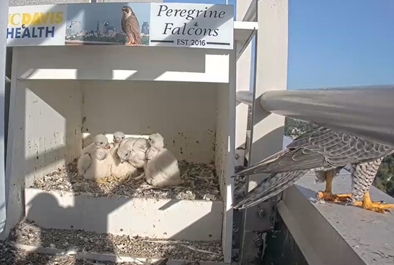 A peregrine falcon looks over four baby falcons.