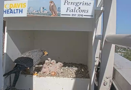 A peregrine falcon looks over four baby falcons.